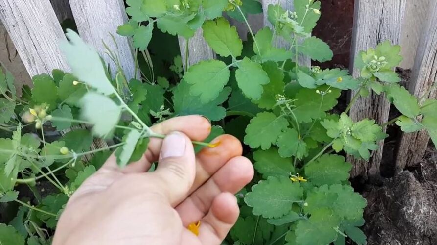 celandine herb juice to remove papillomas